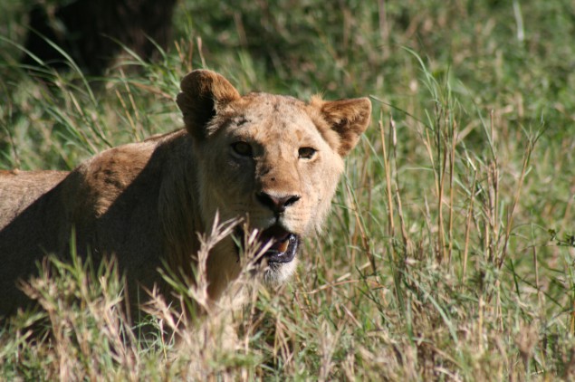 2011_Serengeti_Lwin
