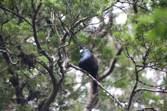 2014_Tui