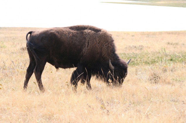 2006_Bison